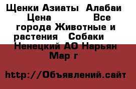 Щенки Азиаты (Алабаи) › Цена ­ 20 000 - Все города Животные и растения » Собаки   . Ненецкий АО,Нарьян-Мар г.